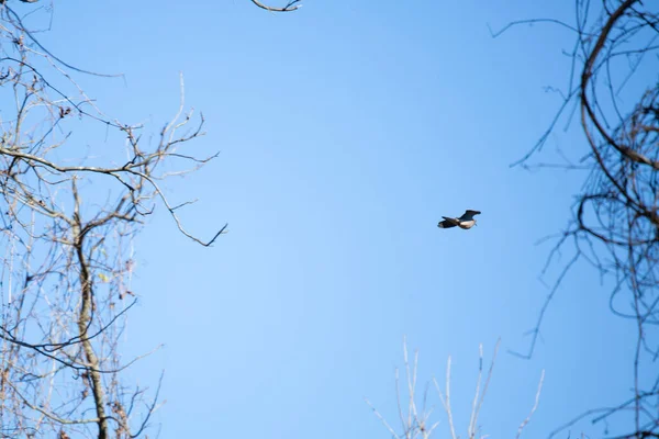 Mourning Dove Zenaida Macroura Flying Pretty Blue Sky — Photo