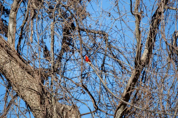 Bright Red Male Cardinal Cardinalis Cardinalis Branch Light Blue Sky — Foto Stock