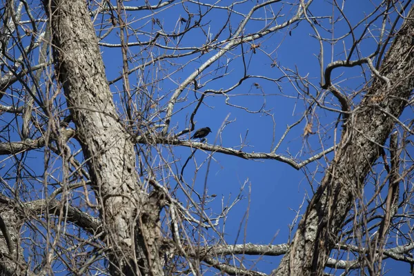 Male Brewer Blackbird Euphagus Cyanocephalus Bare Tree Blue Sky Background — Photo