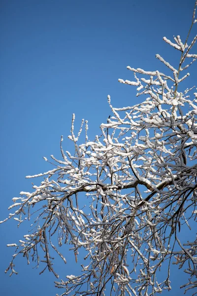 Snow Covering Bare Tree Branches Pretty Blue Sky — 图库照片