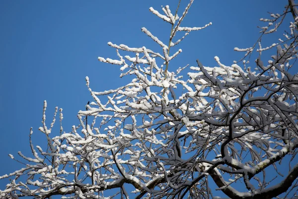 Snow Covering Bare Tree Branches Pretty Blue Sky — Fotografia de Stock