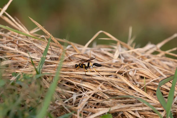 Yellow-legged mud dauber wasp (Sceliphron caementarium) on dry grass