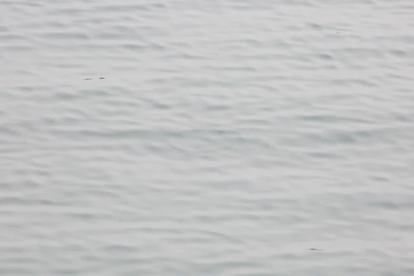 Small circuular ripple where a turtle dove into the water
