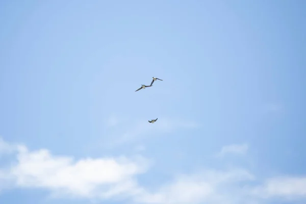 Three Tree Swallows Tachycineta Bicolor Flying Away Blue Sky — 图库照片