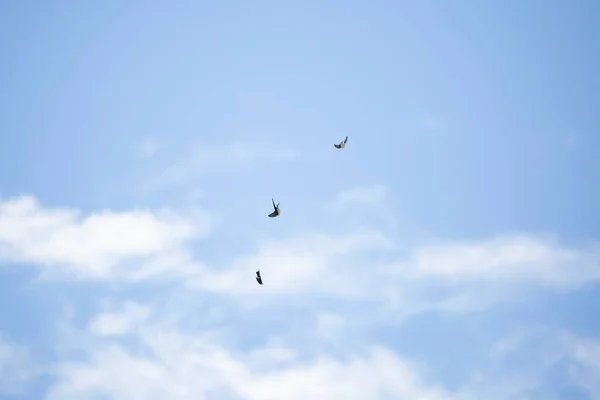 Three Tree Swallows Tachycineta Bicolor Doing Aerial Acrobatics —  Fotos de Stock