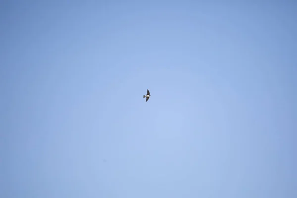 Tree Swallow Tachycineta Bicolor Flying Away Blue Sky — Photo