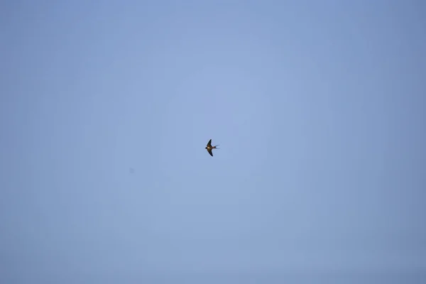 Barn Swallow Hirundo Rustica Flying Pretty Blue Sky — Stock Fotó