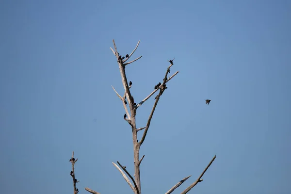 One European Starling Sturnus Vulgaris Landing Tree Branch While Another — Foto de Stock