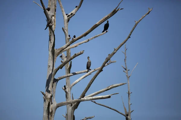 European Starlings Sturnus Vulgaris Double Crested Cormorants Phalacrocorax Auritus Dead — Foto de Stock