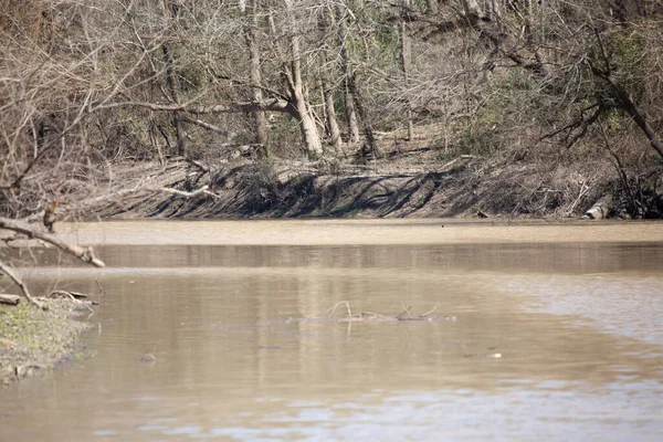 Tree Lined Shore Murky Brown Waterway — Stockfoto