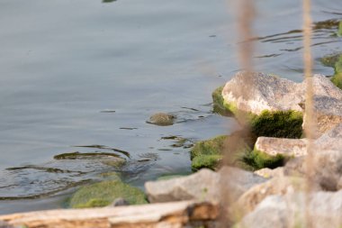 Shallow water at the edge of a rocky shore with moss