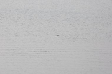 Circular wave left after small waterfowl dives below the water