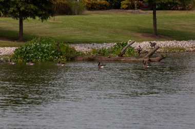 Flock of Canada geese (Branta canadensis) swimming in shallow water while a great egret (Ardea alb