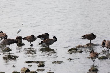 Flock of Canada geese (Branta canadensis) and one snowy egret (thula) grooming and hunting in shallow water near rocks