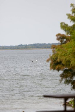 Great egret (Ardea alba) balanced on a stump in water