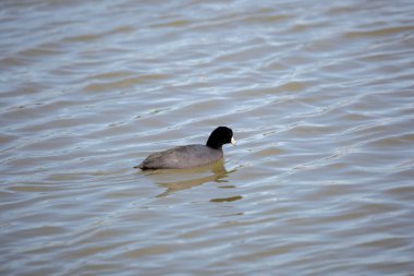 Water dripping from an American coot's (Fulica americana) bill as it swims