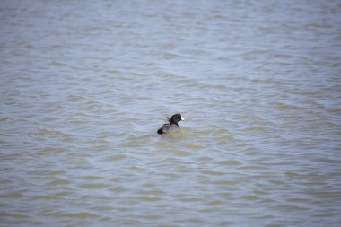 American coot (Fulica americana) looking around as it swims away