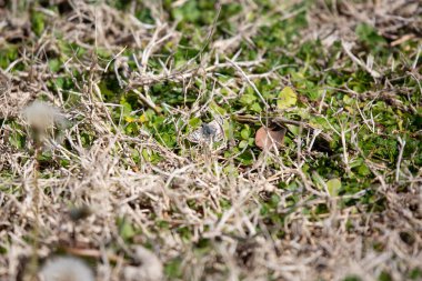 Common checkered skipper butterfly (Pyrgus communis) on a well-manicured lawn
