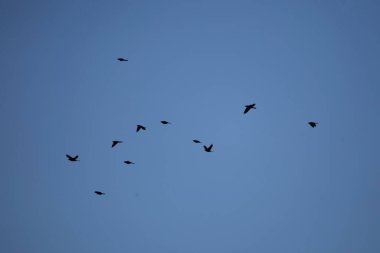 Flock of common grackles (Quiscalus quiscula) soaring through a blue sky