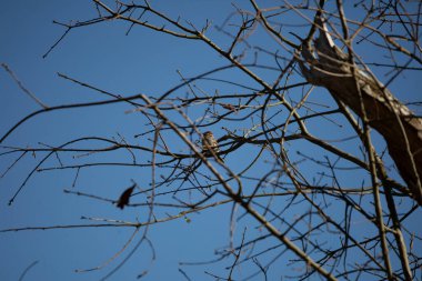 Majestic chipping sparrow (Spizella passerina) looking out from its perch on a tree branch