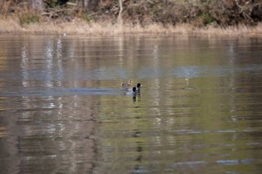 Pied-billed grebe (Podilymbus podiceps) swimming behind two American coots (Fulica americana)