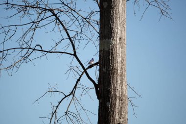 Eastern bluebird (Sialia sialis) looking around from its perch on a tree