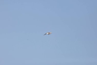 Nonbreeding adult Bonaparte's gull (Larus argentatus) flying through a blue sky