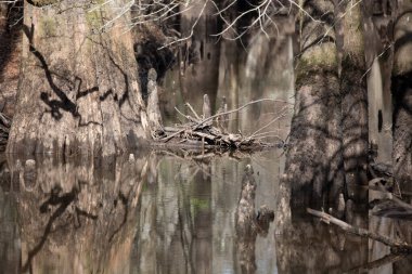 Pile of fallen sticks stacked near the shore