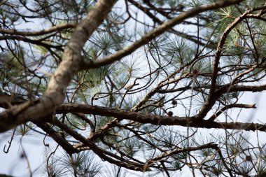 Tiny Carolina chickadee (Poecile carolinensis) in a pine tree