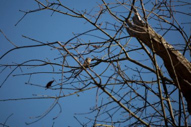 Curious chipping sparrow (Spizella passerina) looking around from its perch on a tree branch