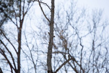 Curious brown-headed nuthatch (Molothrus ater) looking around from a tree trunk