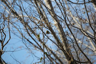 Male American goldfinch (Spinus tristis) in his winter coloration snacking