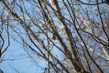 Male American goldfinch (Spinus tristis) in his winter coloration snacking