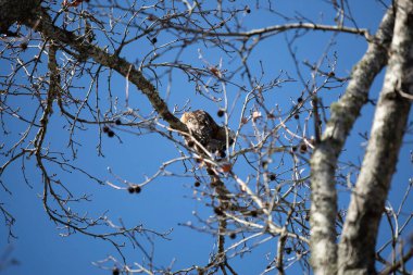 Young red-shouldered hawk (Buteo lineatus) grooming on a tree branch