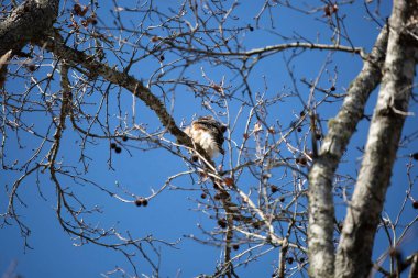 Wind ruffling the feathers of a young red-shouldered hawk (Buteo lineatus)