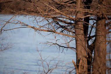 Bare tree near a small body of water