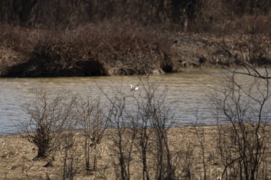 Killdeer (Charadrius vociferus)  bird in flight toward wataer