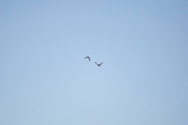 Gadwall drake and hen (Mareca strepera) flying through a blue sky