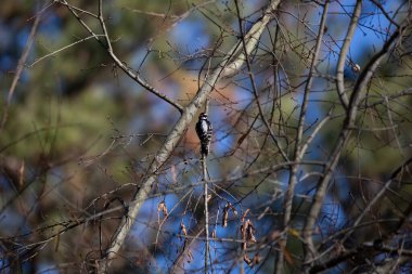 Male downy woodpecker (Picoides pubescens) sharping its beak on a tree limb