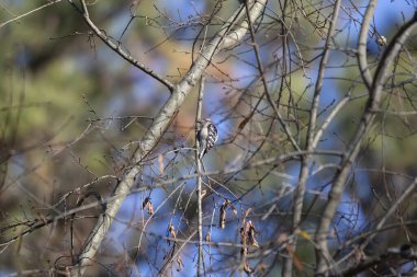 Male downy woodpecker (Picoides pubescens) sharping its beak on a tree limb