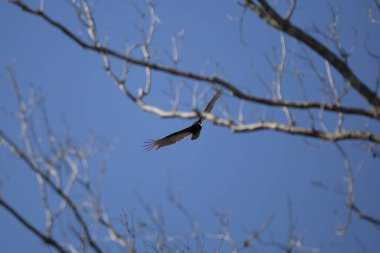 Turkey vulture (Cathartes aura) soaring through the open, blue sky past bare trees