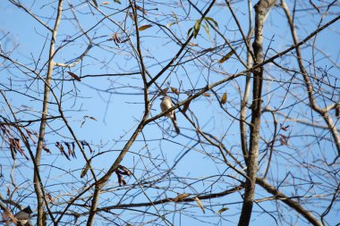 Tufted-titmouse (Baeolophus bicolor) looking around majestically from its perch