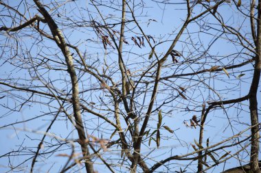 Tufted-titmouse (Baeolophus bicolor) facing away on a bare tree branch