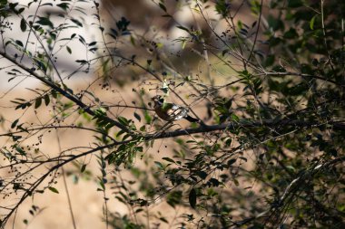 American robin (Turdus migratorius) calling out on a berry bush