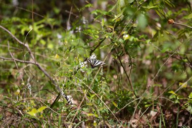 Zebra swallowtail butterfly (Eurytides marcellus) feeding on the nectar of a white flower