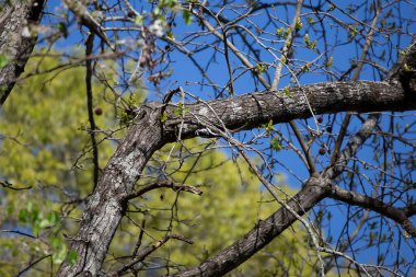 Female downy woodpecker (Picoides pubescens) hanging from a tree limb to forage