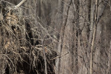 Eastern phoebe (Sayornis phoebe) perched near a pile of leaves