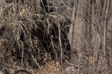 Eastern phoebe (Sayornis phoebe) looking out from its hiding place in leaves