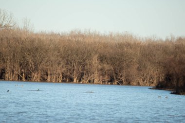 Flock of mallard ducks (Anas platyrhynchos) swimming in pretty, blue water
