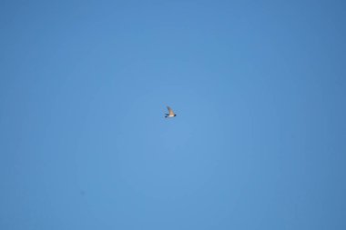Cliff swallow (Petrochelidon pyrrhonota) doing acrobatics through a pretty blue sky
